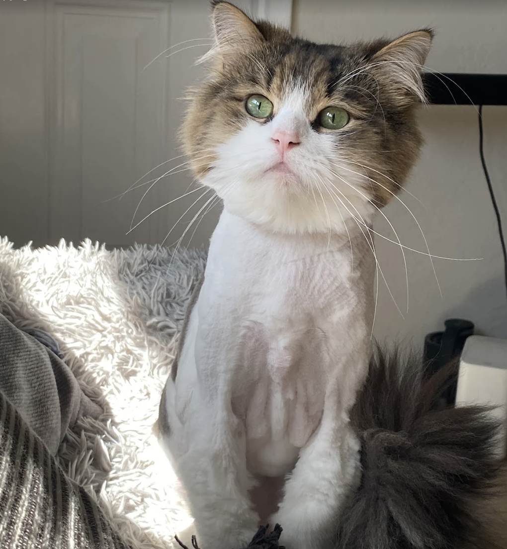 A freshly groomed long-haired calico cat with a lion cut